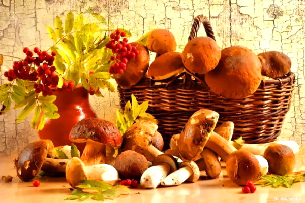 Mushroom picker festival «Full basket» 