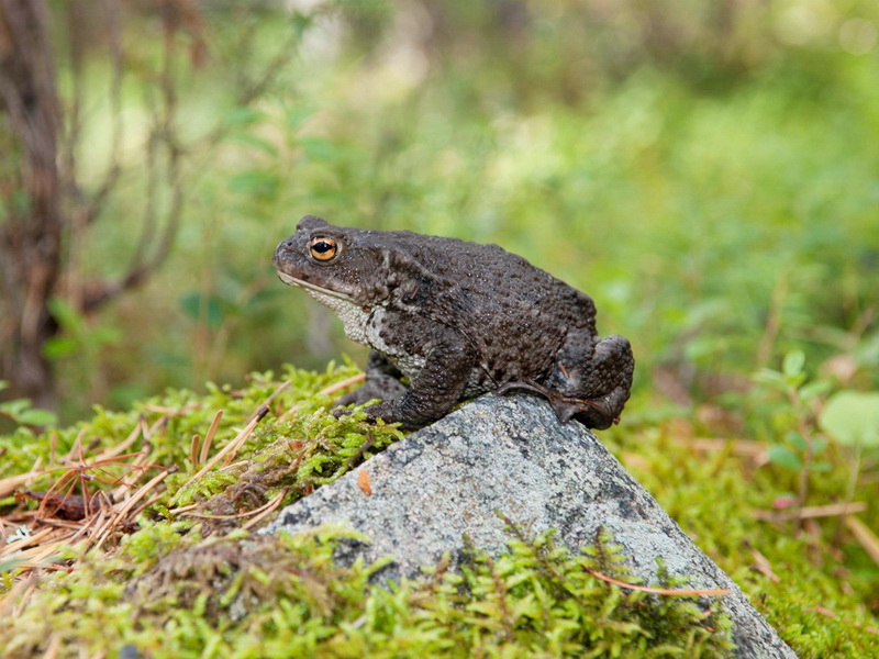 Fauna of Belarus - Amphibians and reptiles of Belarus