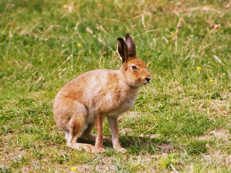 Fauna of Belarus - Mammals of Belarus