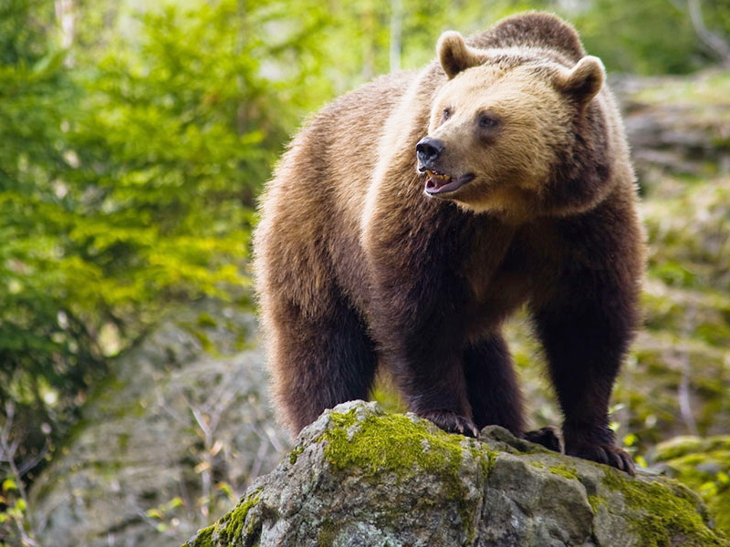 Fauna of Belarus - Mammals of Belarus