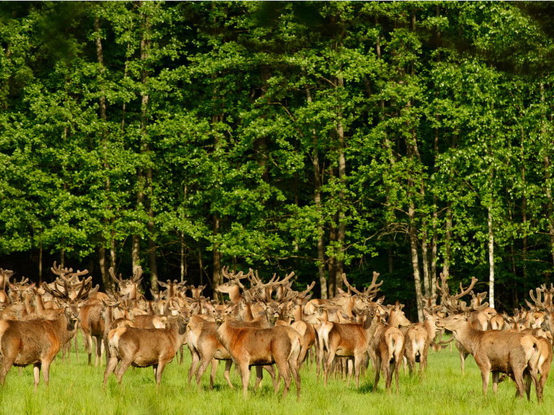 National parks and reserves of Belarus