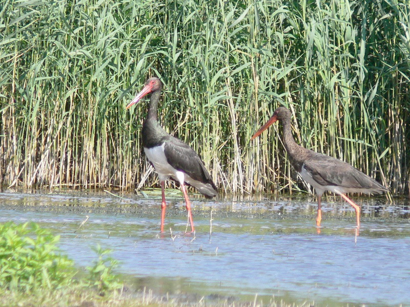 Fauna of Belarus - Birds of Belarus