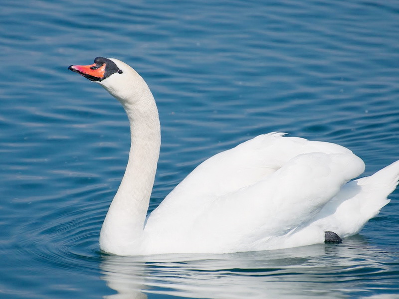 Fauna of Belarus - Birds of Belarus