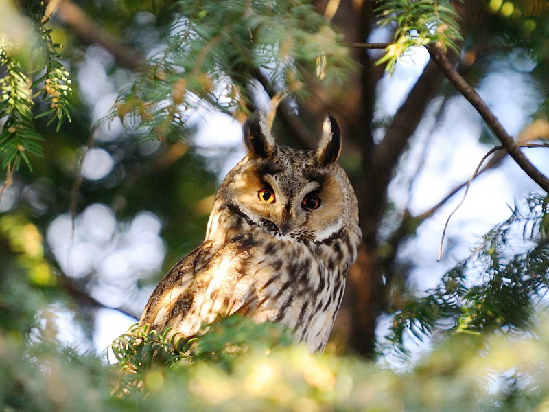 Fauna of Belarus - Birds of Belarus