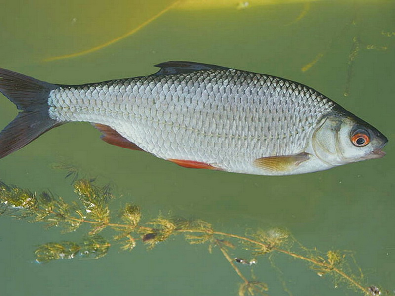 Fauna of Belarus - fishes of Belarus