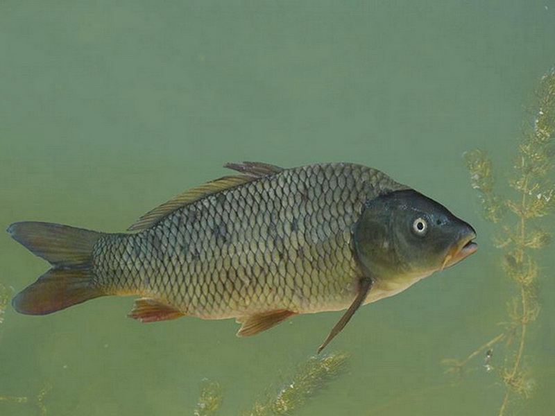 Фауна Беларуси - рыбы Беларуси