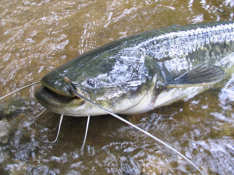 Фауна Беларуси - рыбы Беларуси