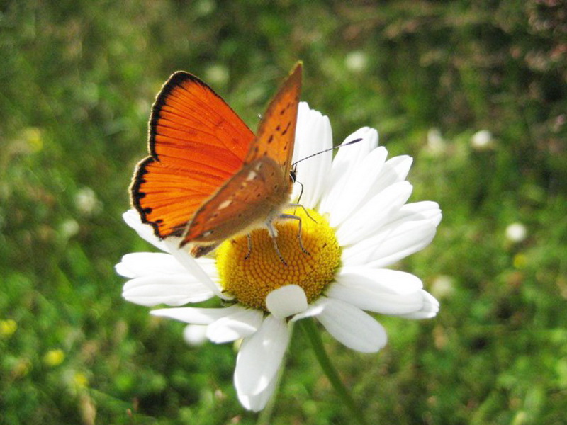 Fauna of Belarus - Invertebrate animals of Belarus