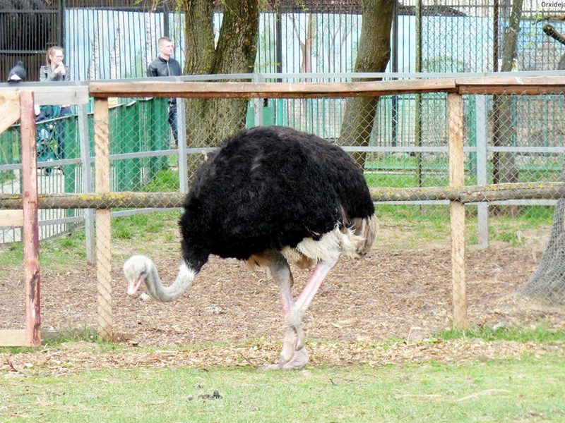 Zoos of Belarus