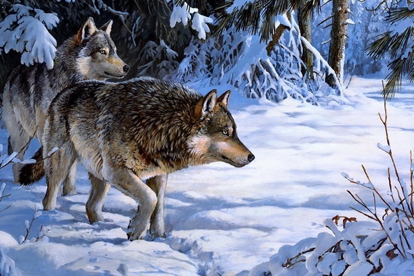 Фестиваль «Ночь волков» в Национальном парке «Припятский»