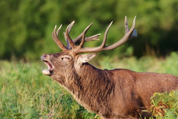 Hunting festival «Roar of deer. Music of autumn» in Belovezhskaya Pushcha